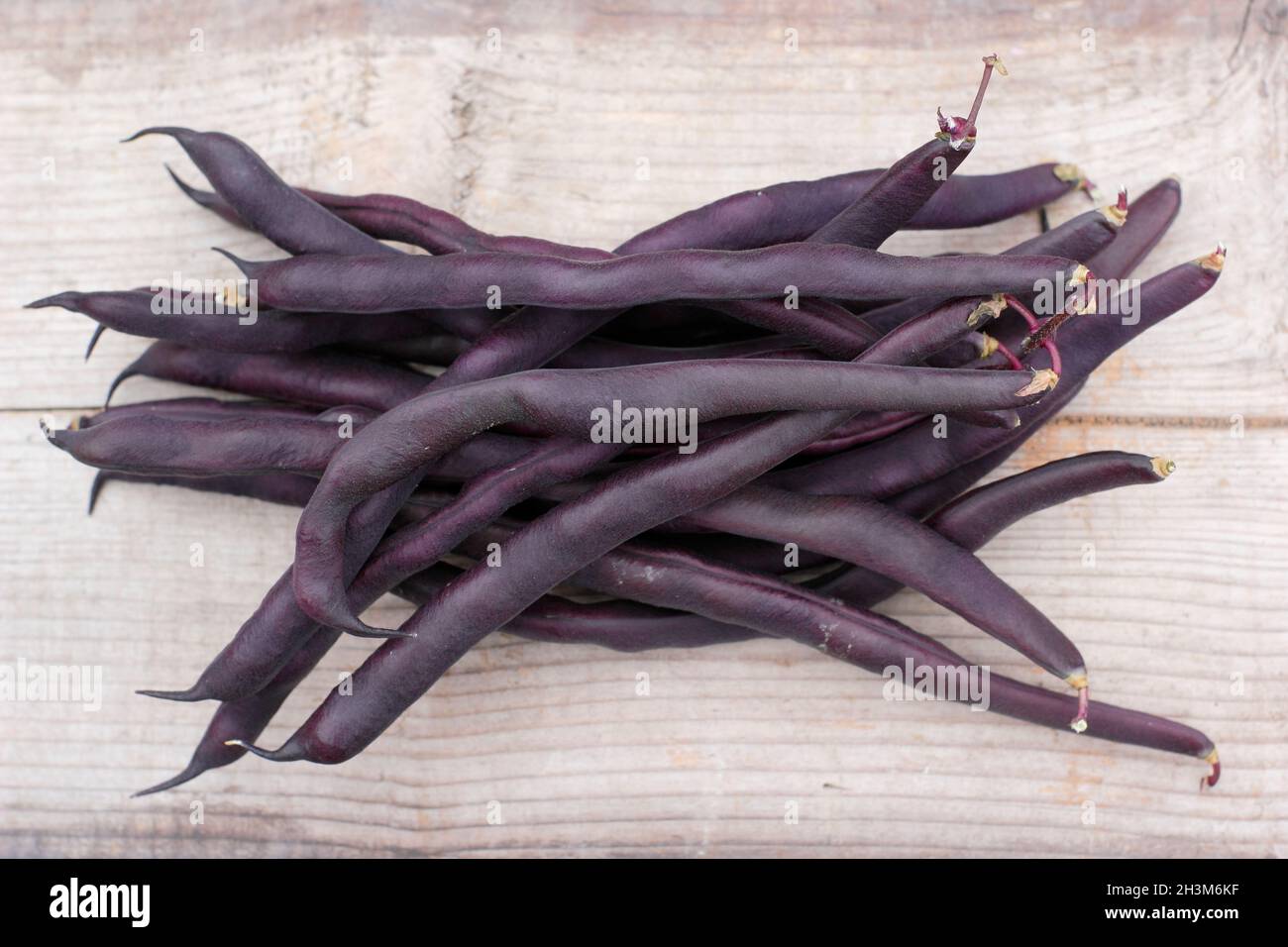 Phaseolus vulgaris. Frisch gepflückte violette Kletterbohnen „Violet Podded“ auf einem Holztisch. UK Stockfoto