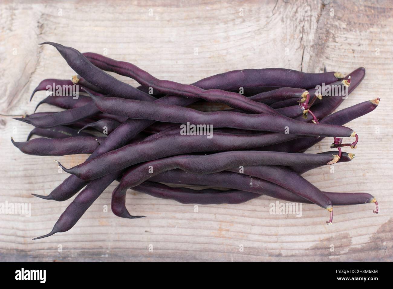 Phaseolus vulgaris. Frisch gepflückte violette Kletterbohnen „Violet Podded“ auf einem Holztisch. UK Stockfoto