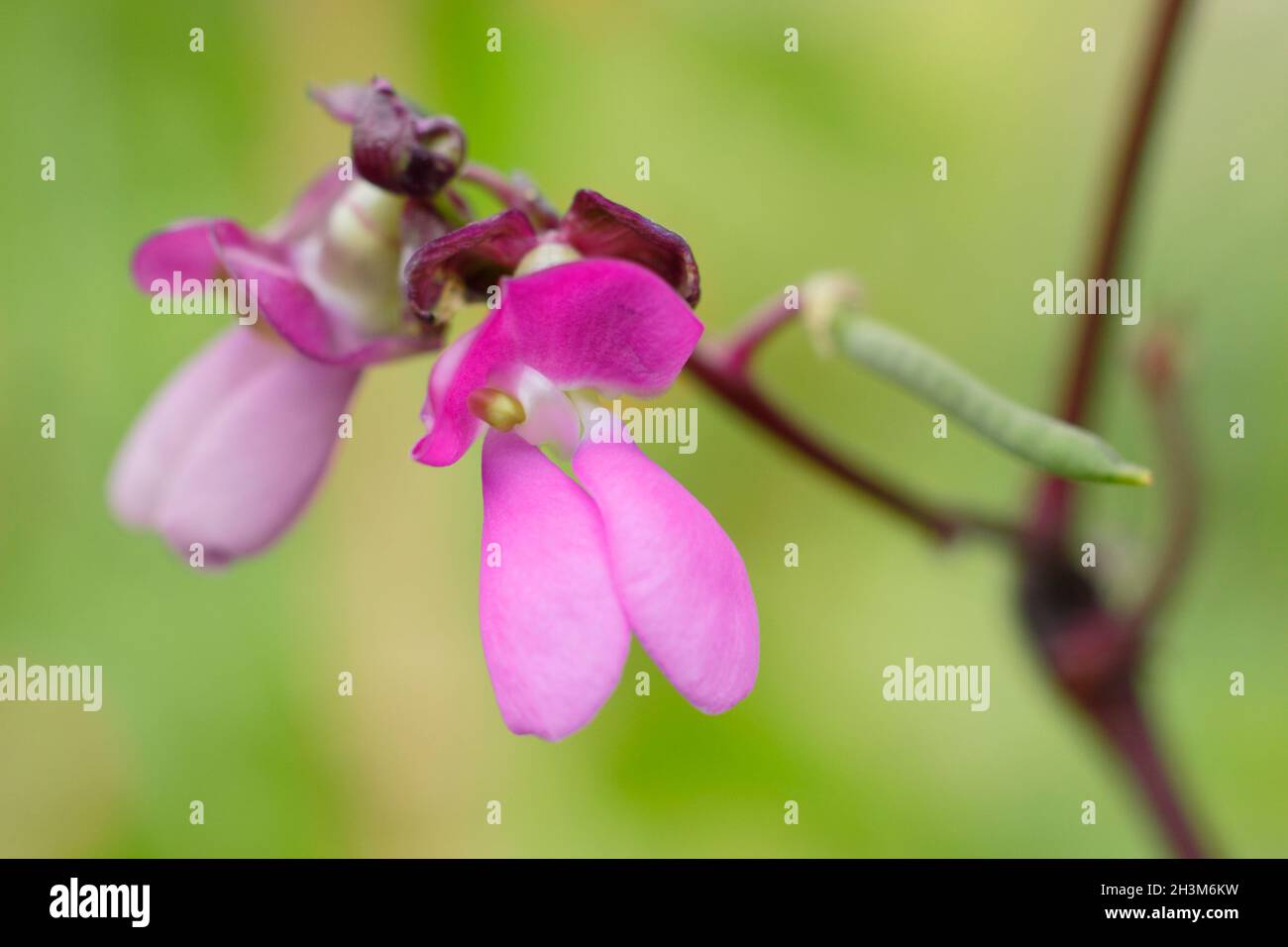 Französische Bohnenblüten. Blüten und sich entwickelnde Schoten von Phaseolus vulgaris 'Violet podded', die in einem britischen Küchengarten französische Bohnen klettern. Stockfoto