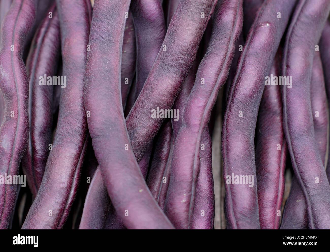 Lila Bohnen. Frisch gepflückte Phaseolus vulgaris 'Violet podded' französische Kletterbohnen. VEREINIGTES KÖNIGREICH Stockfoto