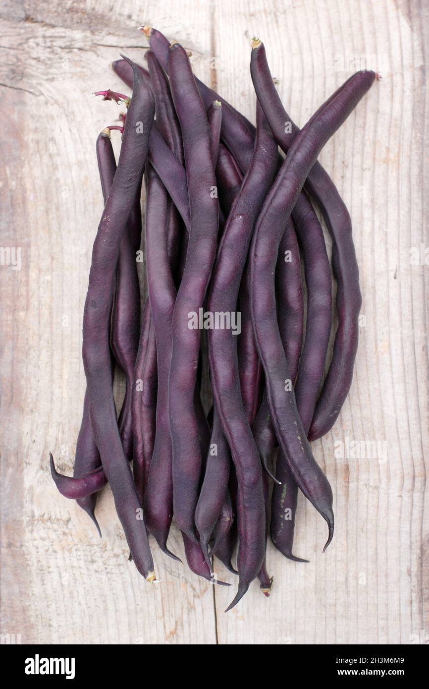 Phaseolus vulgaris. Frisch gepflückte violette Kletterbohnen „Violet Podded“ auf einem Holztisch. UK Stockfoto