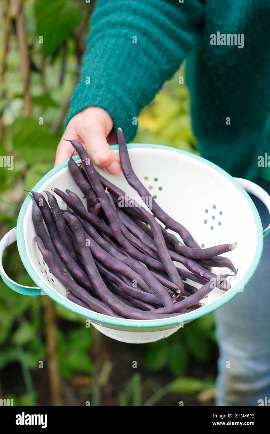 Französische Bohnen mit Veilchengeschmack. Frau pflückt selbst angebautes Phaseolus vulgaris 'Violet podded' und klettert französische Bohnen in ihrem Gemüsefleck. UK Stockfoto