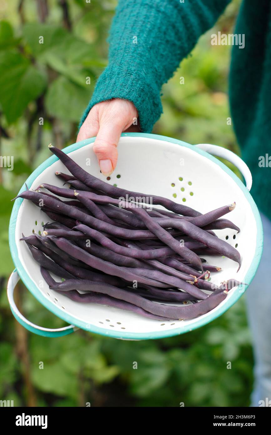 Französische Bohnen mit Veilchengeschmack. Frau pflückt selbst angebautes Phaseolus vulgaris 'Violet podded' und klettert französische Bohnen in ihrem Gemüsefleck. UK Stockfoto