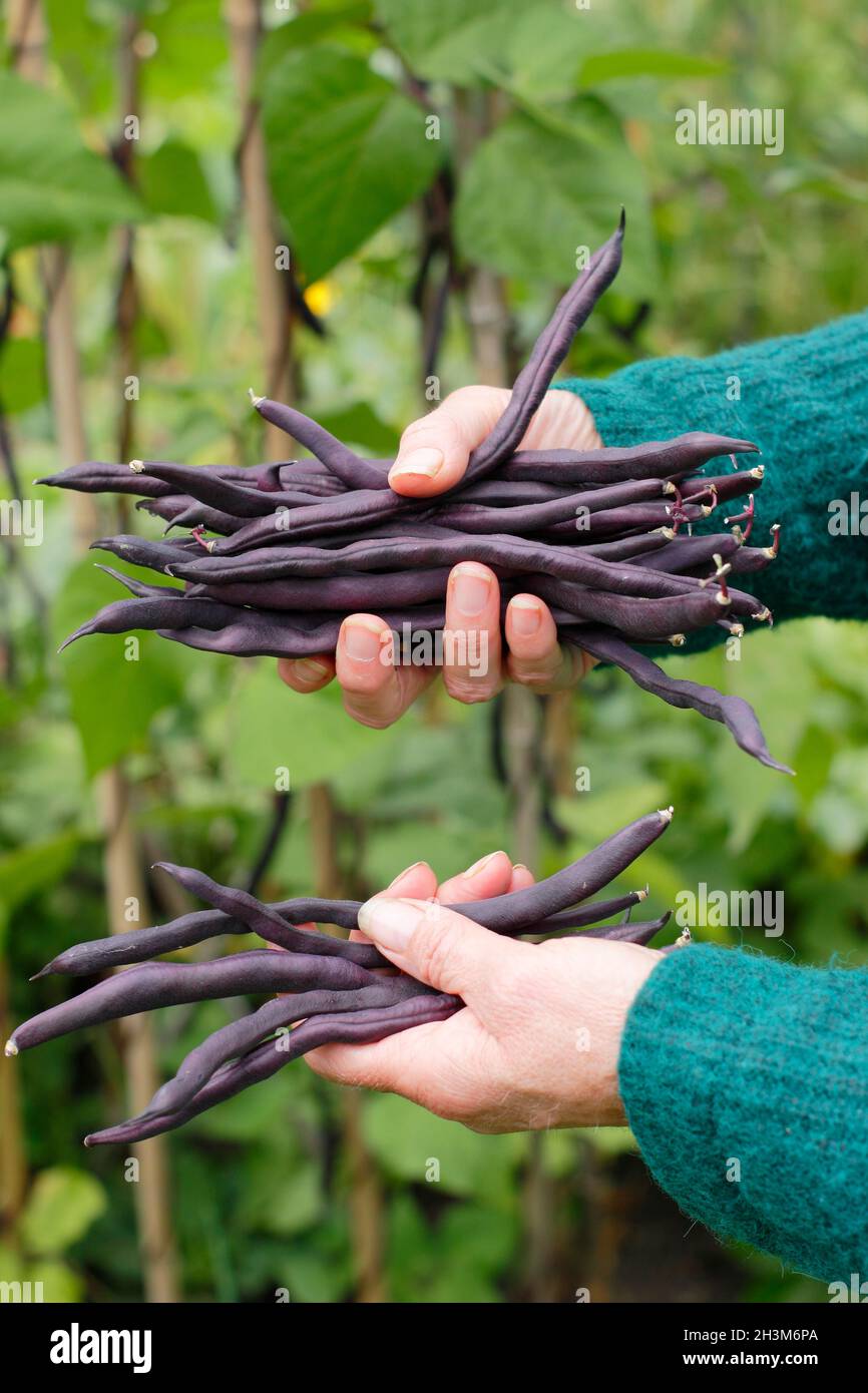 Lila französische Bohnen. Frau pflückt den hausgemachten Phaseolus vulgaris „Violet podded“ und klettert in ihrem Gemüsebeet französische Bohnen. VEREINIGTES KÖNIGREICH Stockfoto