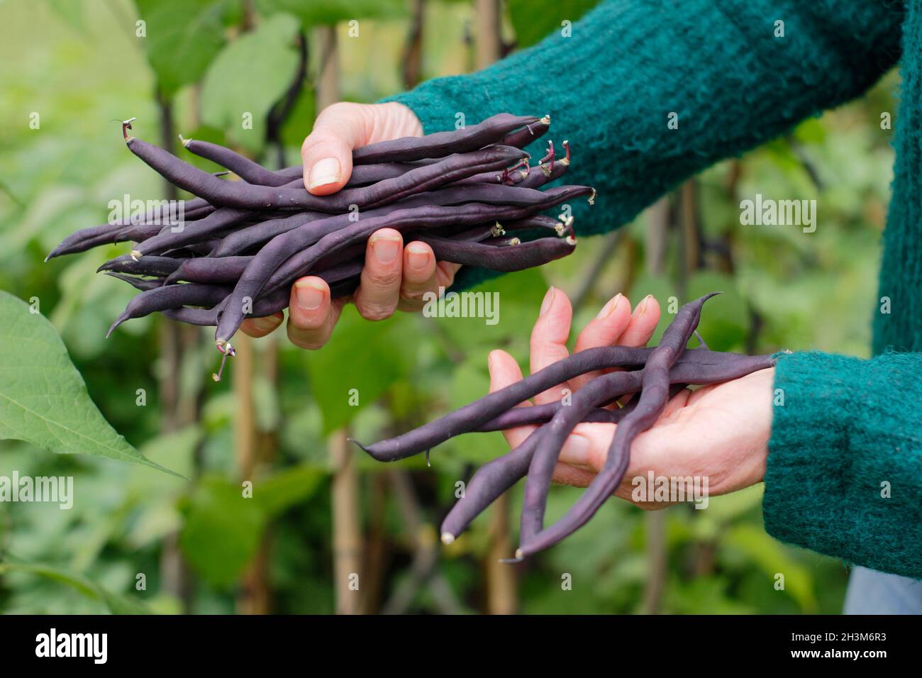 Französische Bohnen mit Veilchengeschmack. Frau pflückt selbst angebautes Phaseolus vulgaris 'Violet podded' und klettert französische Bohnen in ihrem Gemüsefleck. UK Stockfoto