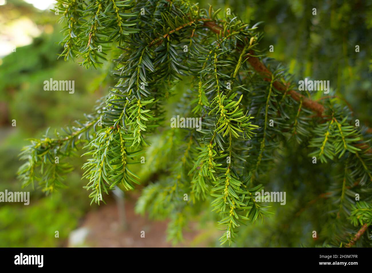 Kanadischer Hemlock verzweigt sich und hinterlässt in einer Nahaufnahme. Östlicher Hemlock, auch bekannt als östliche Hemlock-Fichte, Tsuga canadensis, zeigt ein neues Nadelwachstum. Stockfoto