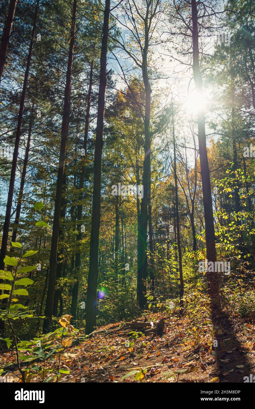 Die Sonne scheint durch die Baumstämme im Herbstwald. Ein schönes Lichtreflexe von der Sonne. Blauer Himmel im Hintergrund. Lange Schatten Stockfoto