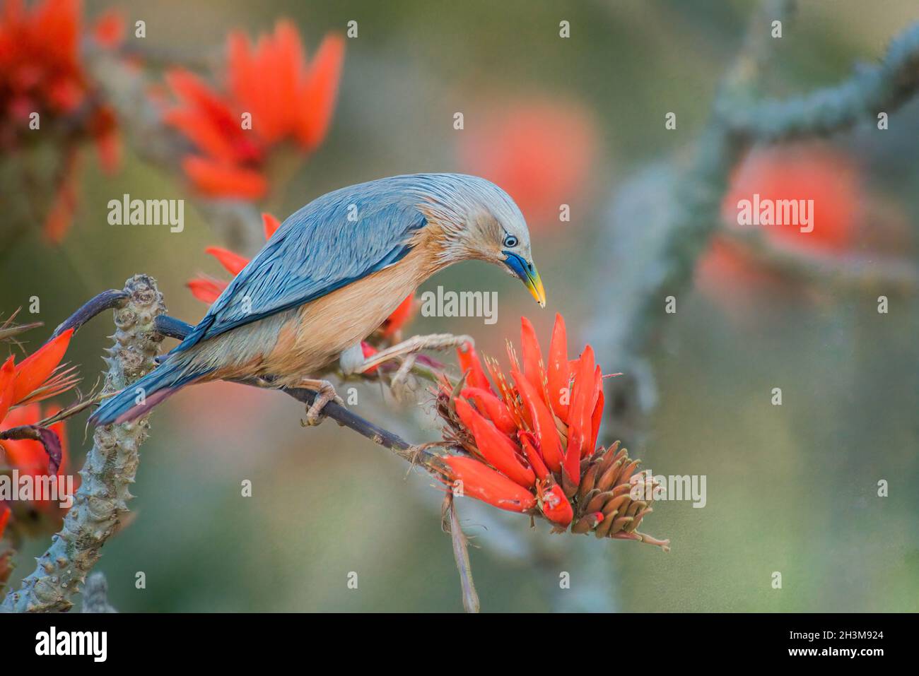 Nahaufnahme Von Vogelfotos Stockfoto