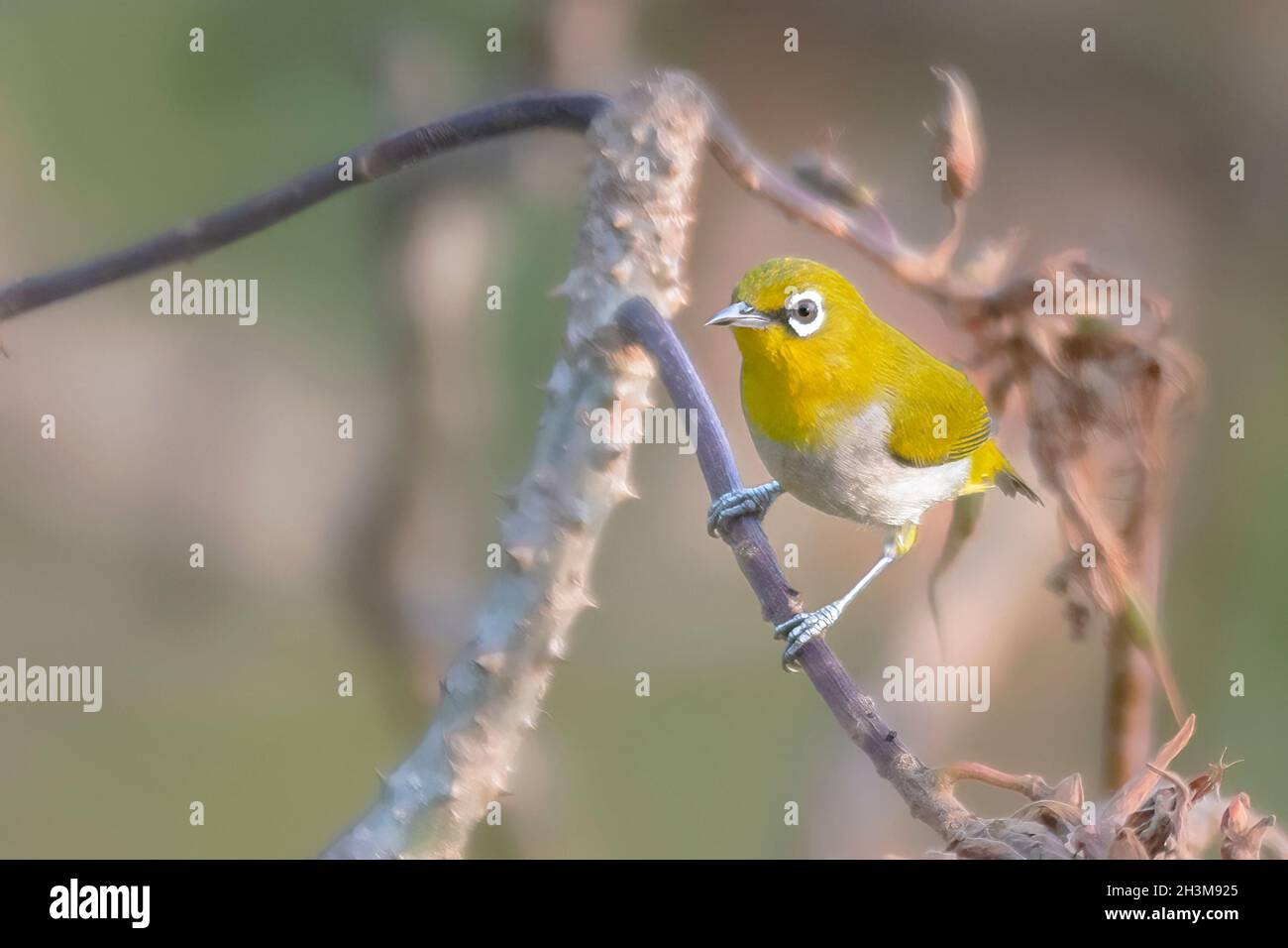 Nahaufnahme Von Vogelfotos Stockfoto