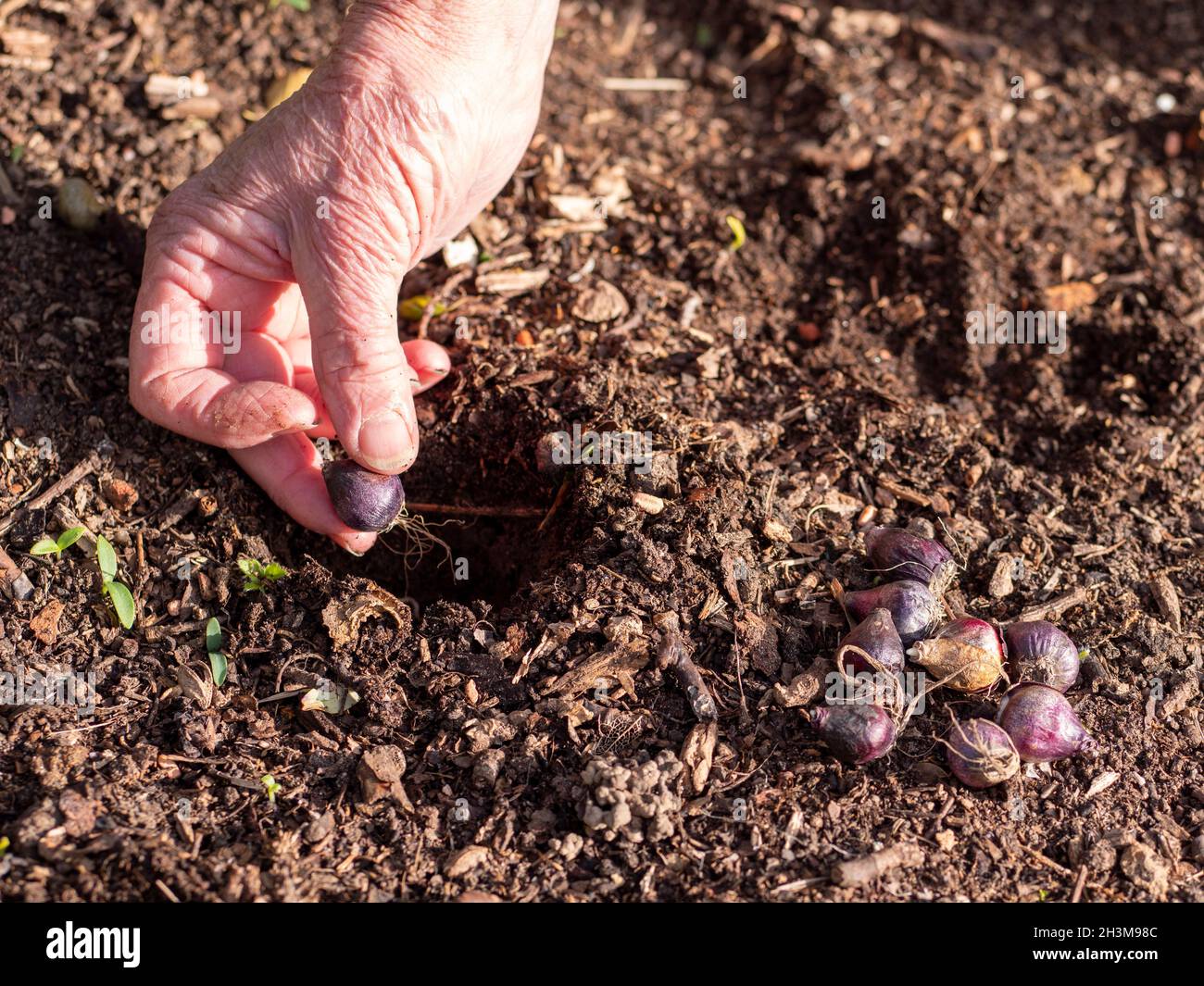 Gärtner, der im Herbst scilla siberica-Zwiebeln anpflanzt. Stockfoto