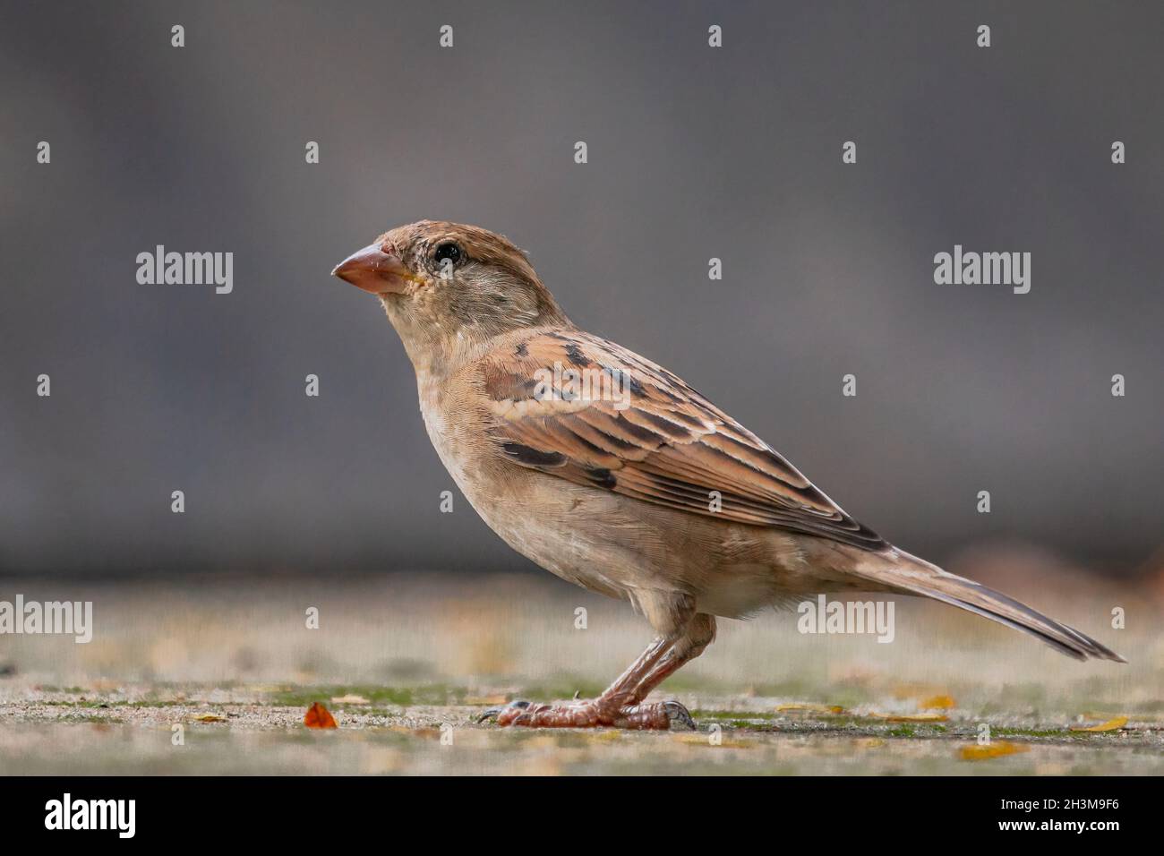 Nahaufnahme Von Vogelfotos Stockfoto