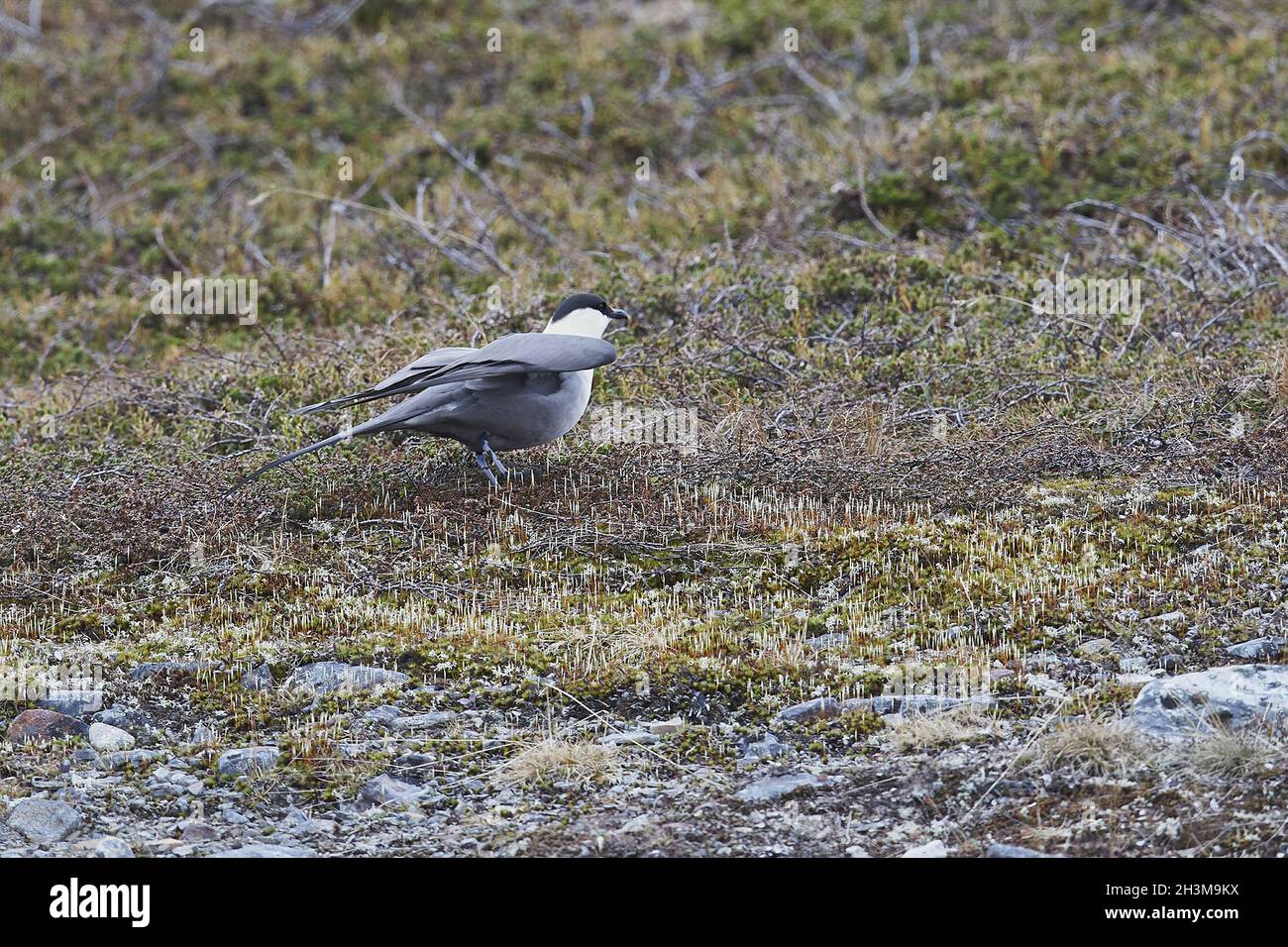 Parasitärer Skua Stockfoto