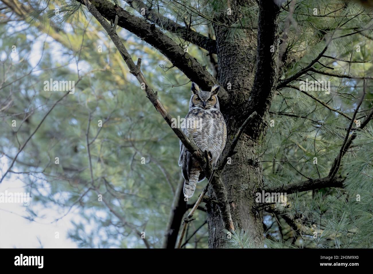 Große Hornkauz, Männchen in der Nähe des Nestes im State Park Wisconsin Stockfoto