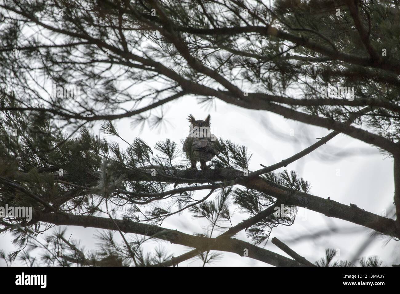 Große Hornkauz, Männchen in der Nähe des Nestes im State Park Wisconsin Stockfoto