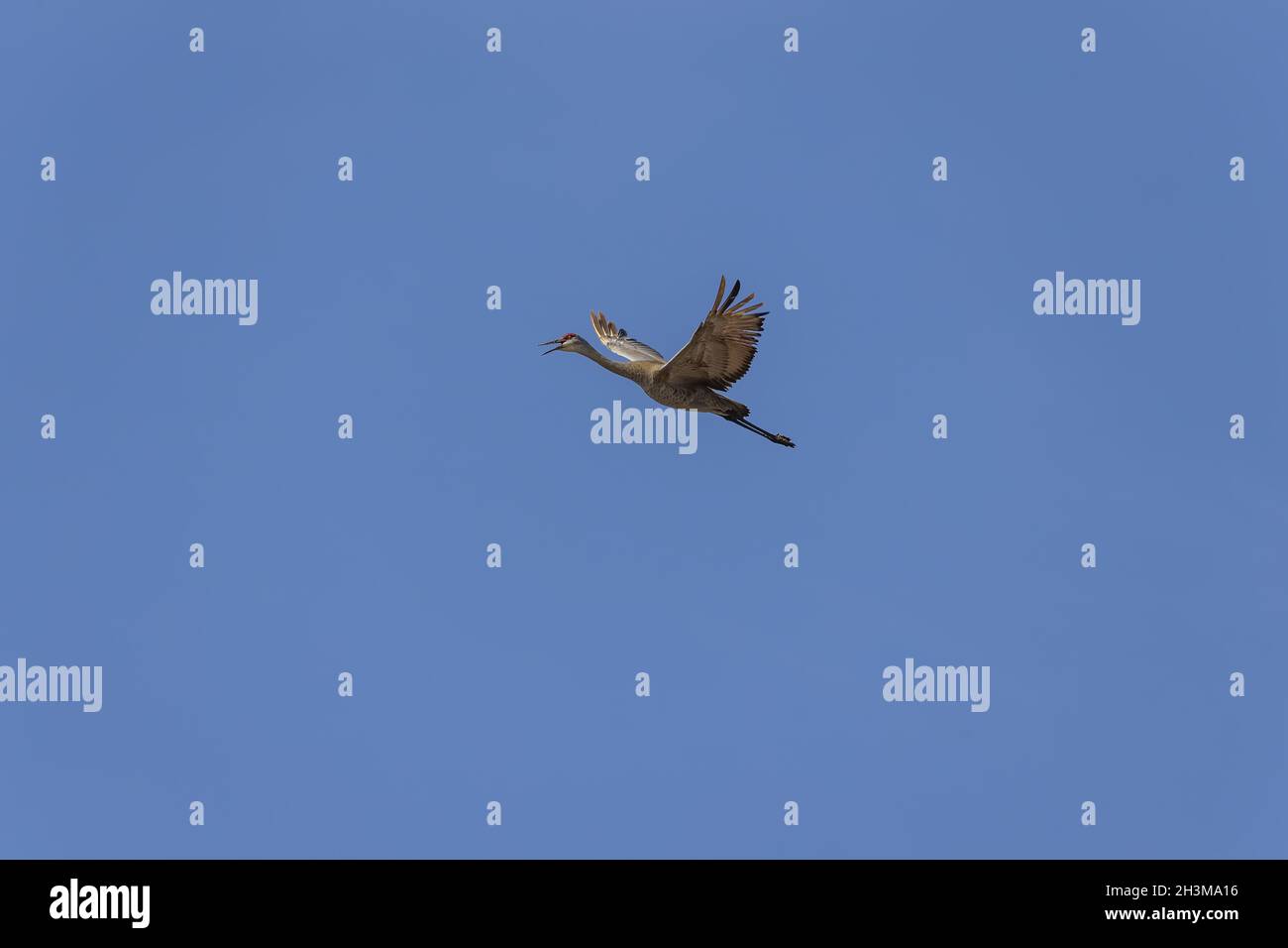 Der Sandhill Crane im Flug nach der Rückkehr aus dem Süden.Naturszene aus Wisconsin Stockfoto