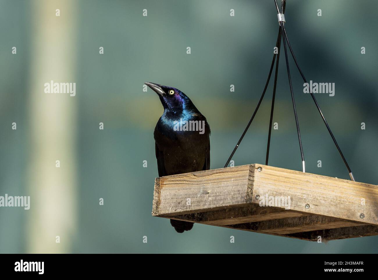 Gewöhnlicher Grackle auf der Zuführung Stockfoto