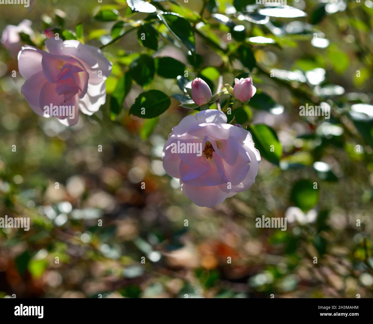 Schöne rosa Rosen im Garten. Nahaufnahme von rosa Rosen im Park bei Sonnenlicht. Stockfoto