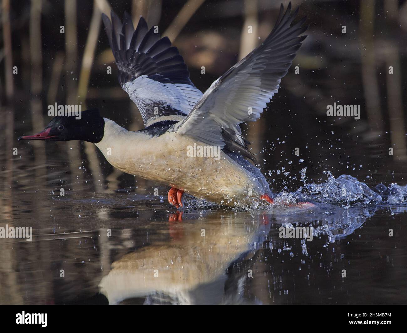 Gänsesäger Stockfoto