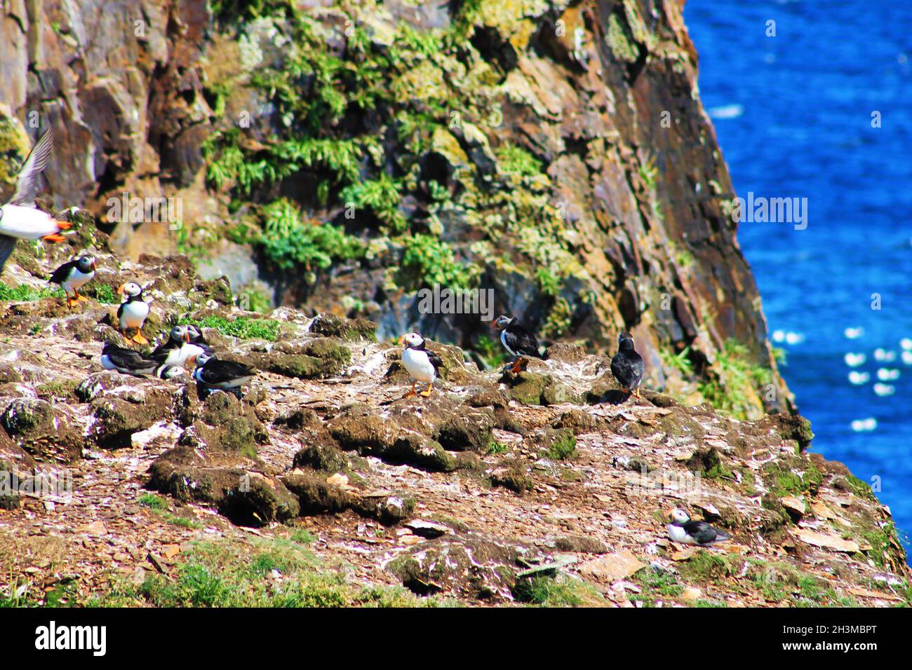 Atlantischer Papageientaucher auf einer Insel, Elliston, Neufundland Stockfoto