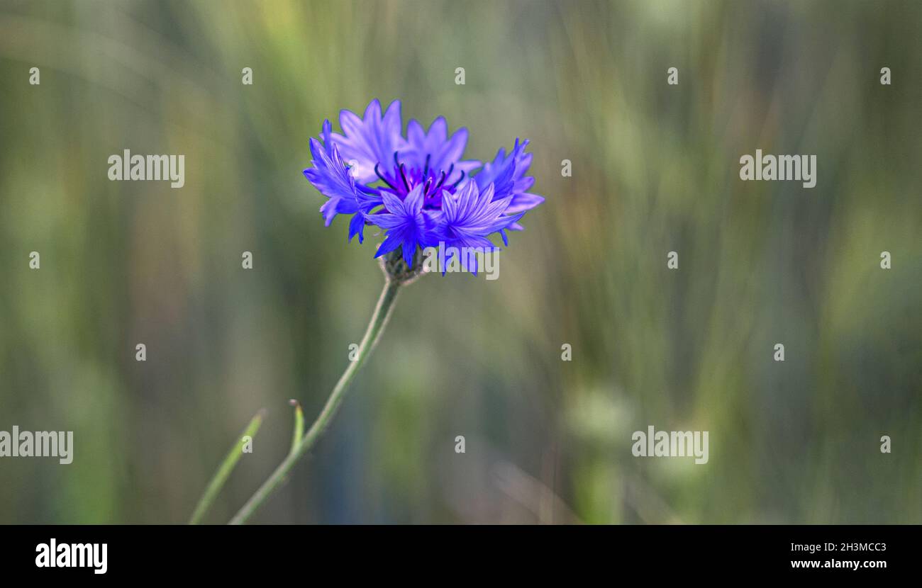 Kornblume in violetten Tönen im Fokus mit unscharfem Hintergrund Stockfoto