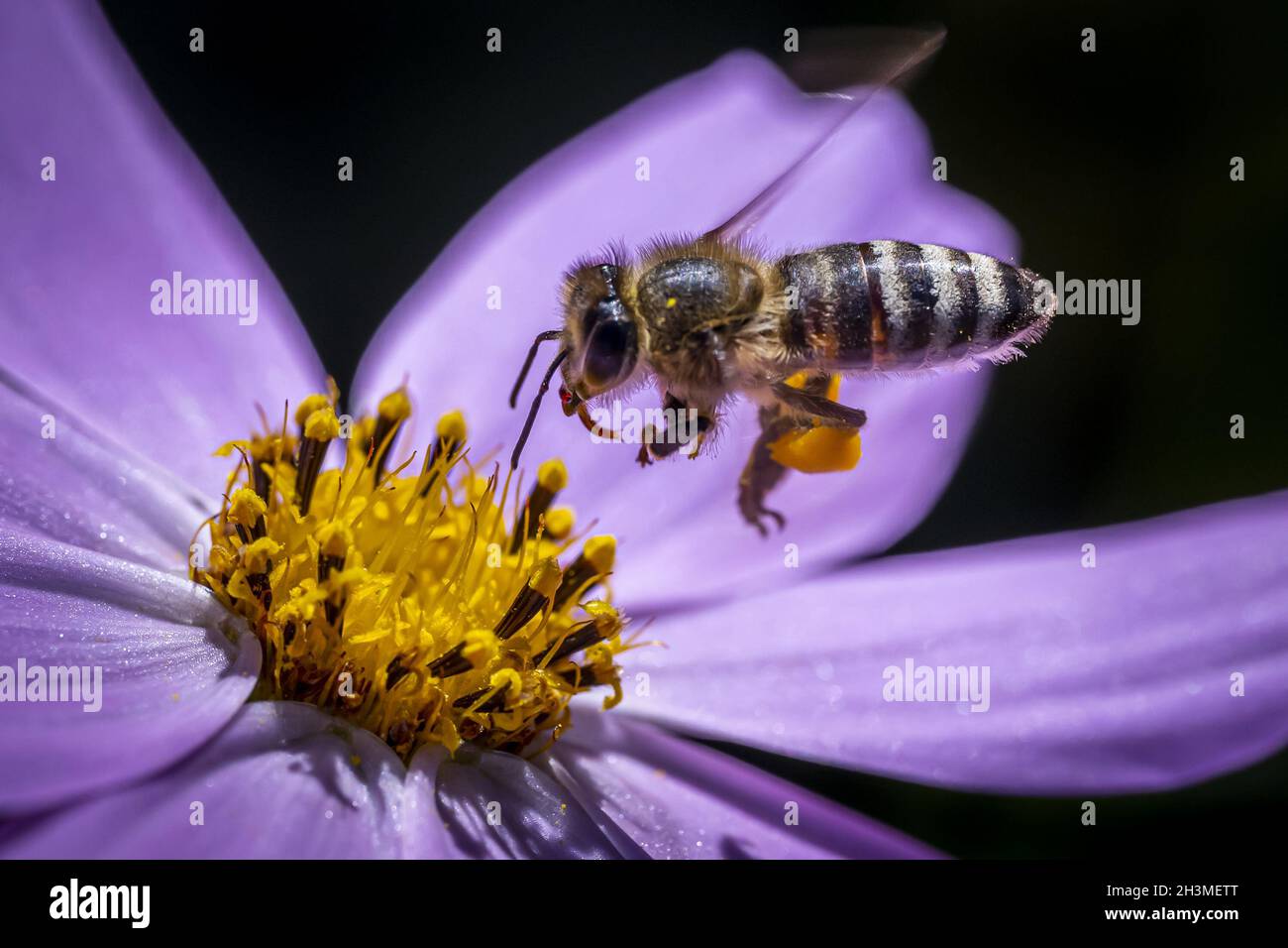Nahaufnahme einer Biene, die zur Blume fliegt, um Nektar daraus zu nehmen Stockfoto