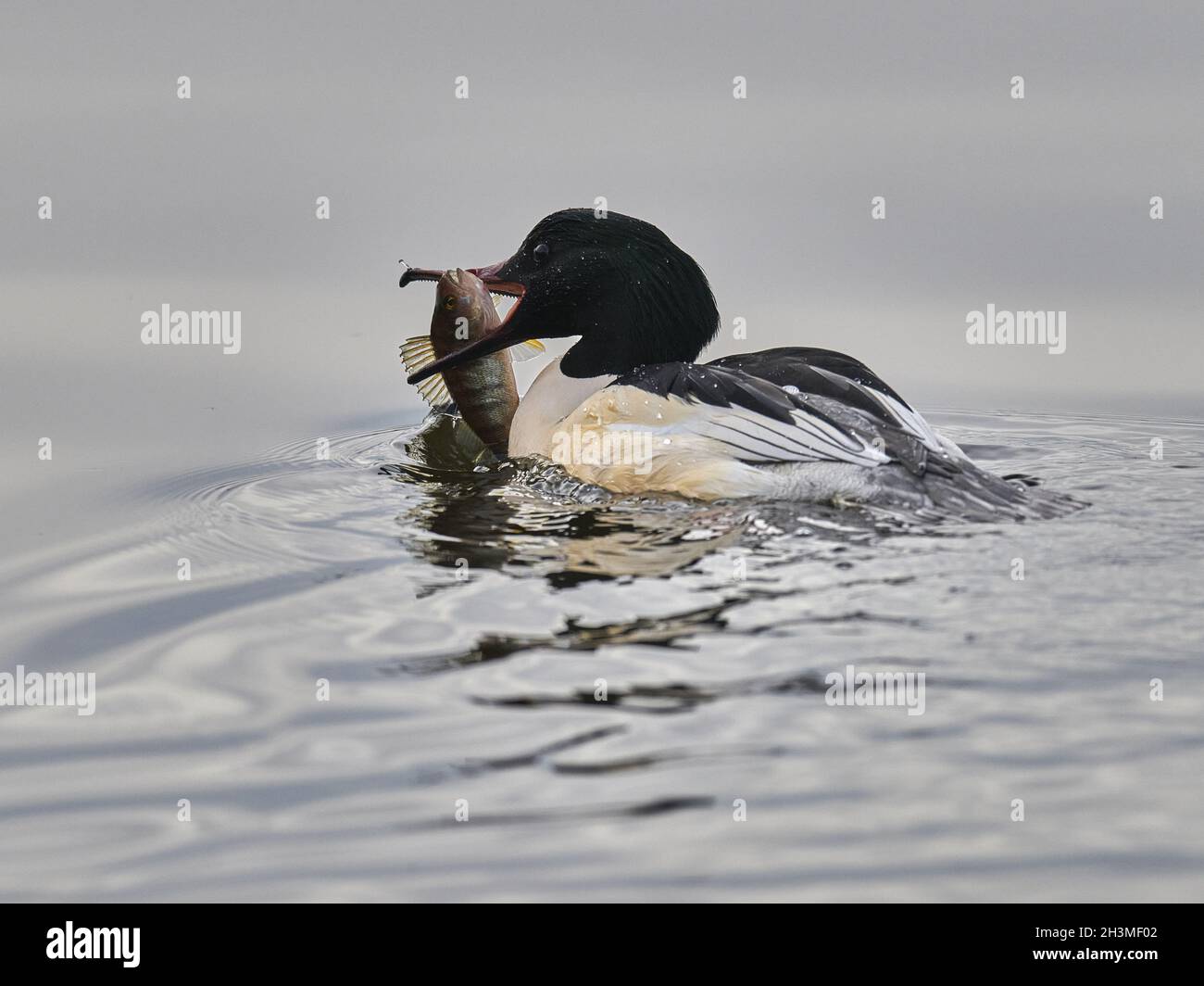 Gänsesäger Stockfoto