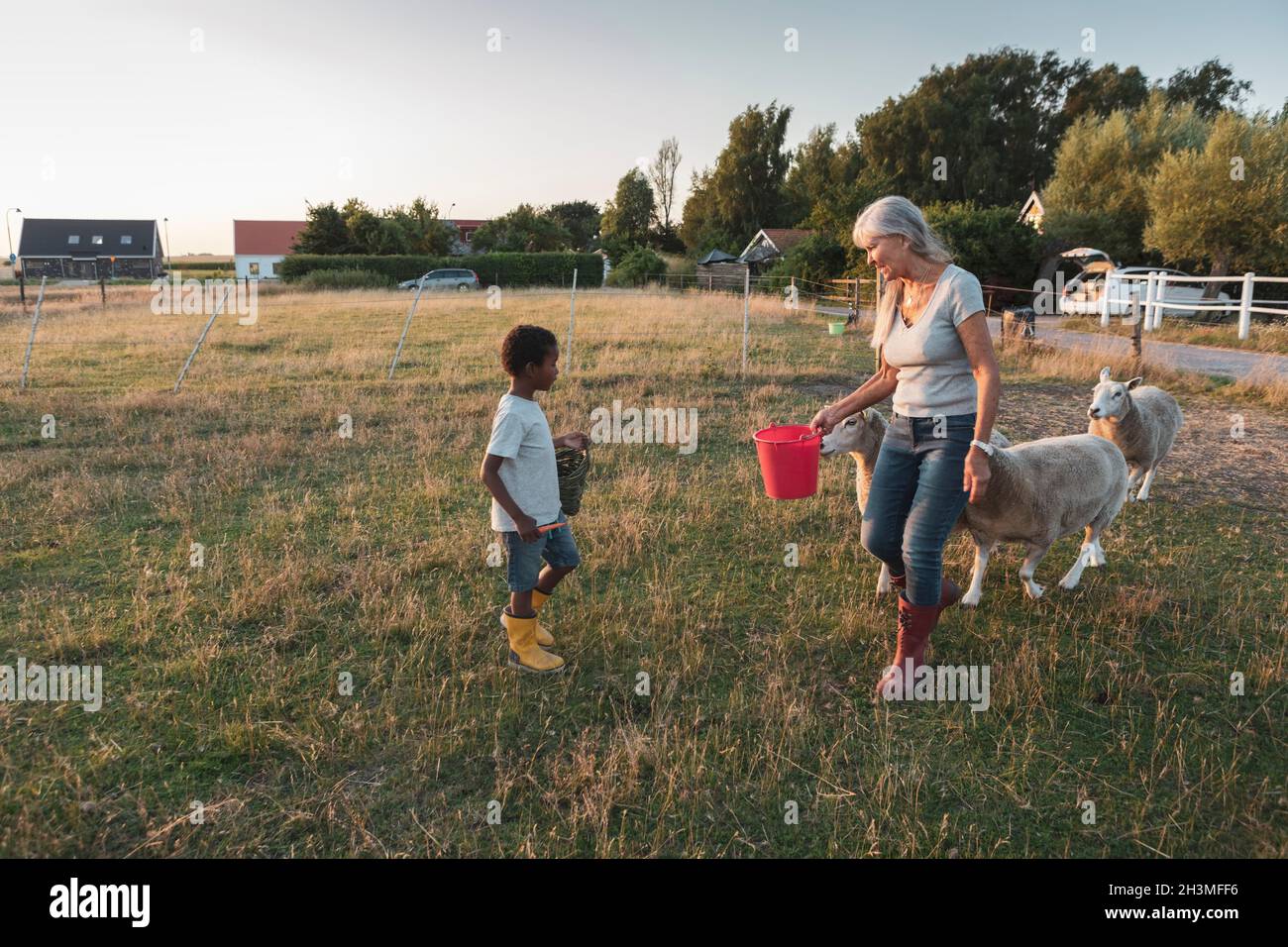 Ältere Frau hält Eimer, während sie Enkel mit Schafen auf dem Feld ansieht Stockfoto