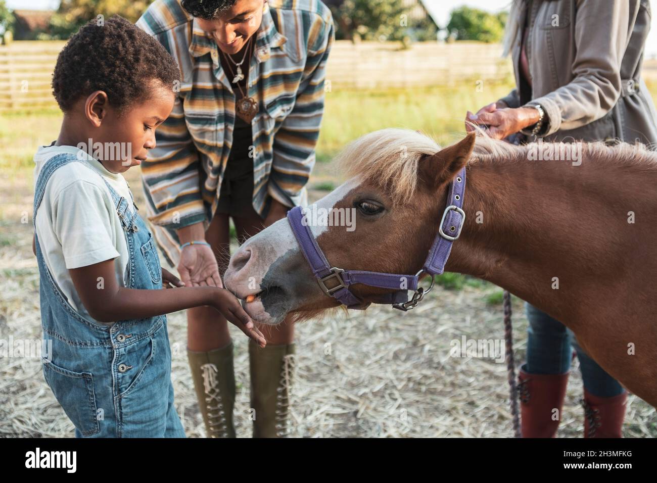 Junge füttert Pferd mit Mutter und Großmutter auf dem Bauernhof Stockfoto