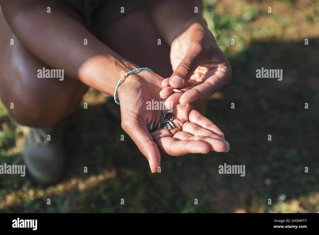 Beschnittenes Bild von Händen mit Samen an sonnigen Tagen Stockfoto