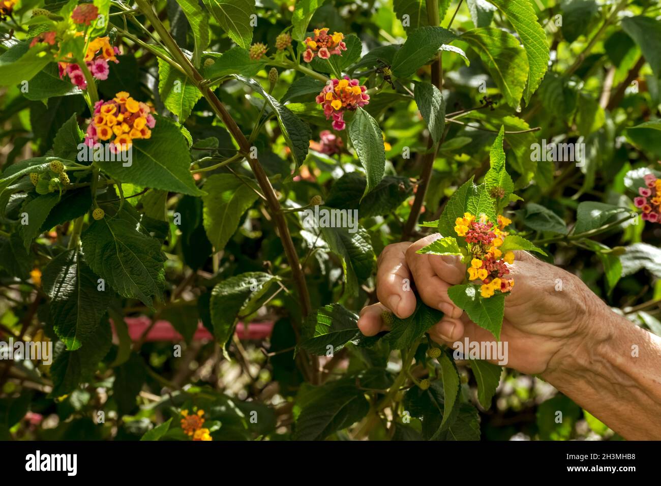 Foto der Hand einer älteren lateinischen Frau unter einem Busch von Camara lantana Blumen hält die Hand eine Blume. Stockfoto