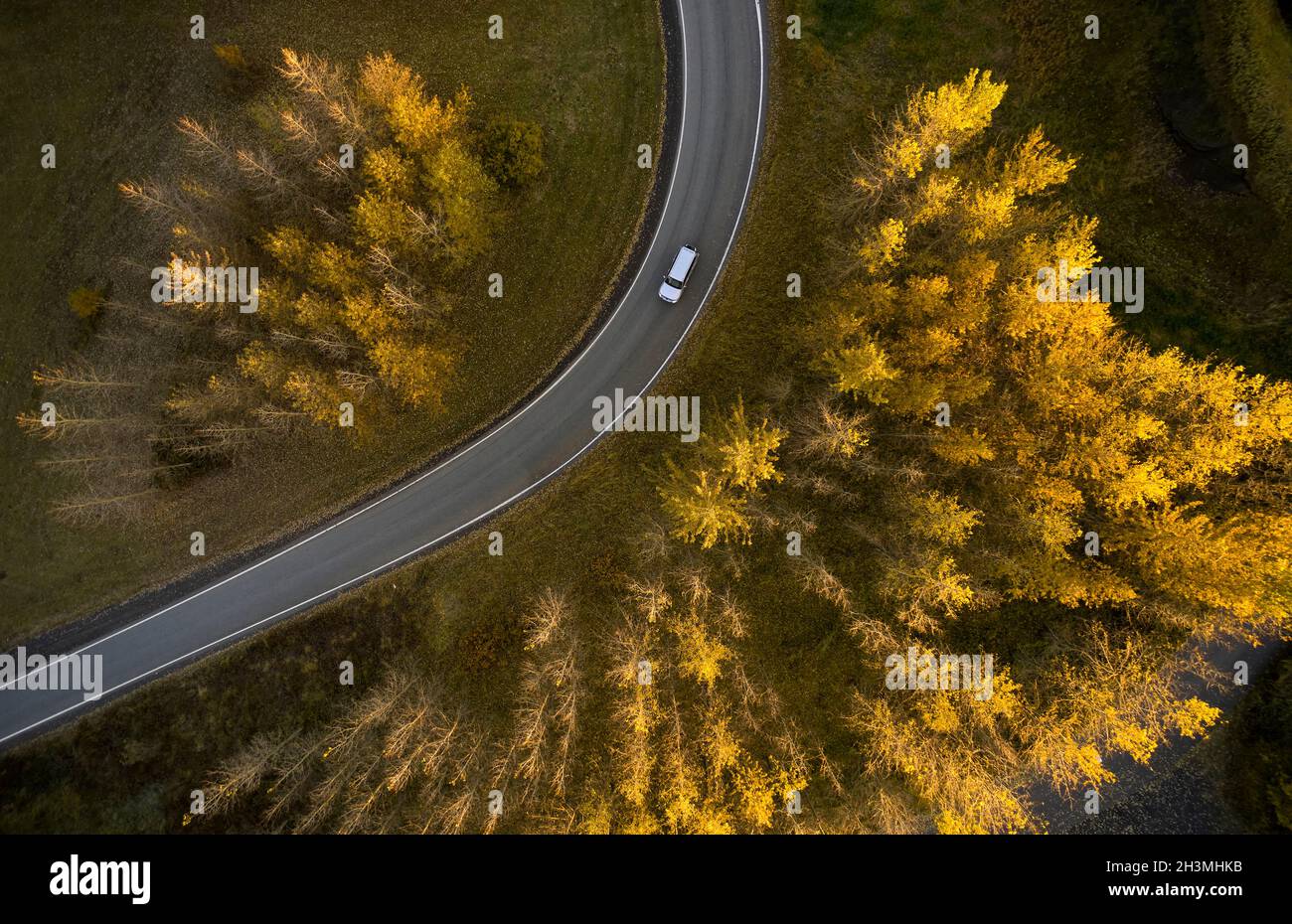 Drone-Ansicht des Autos, das auf einer asphaltierten Straße fährt, umgeben von gelben Herbstbäumen, die im Wald von Reykjavik wachsen Stockfoto