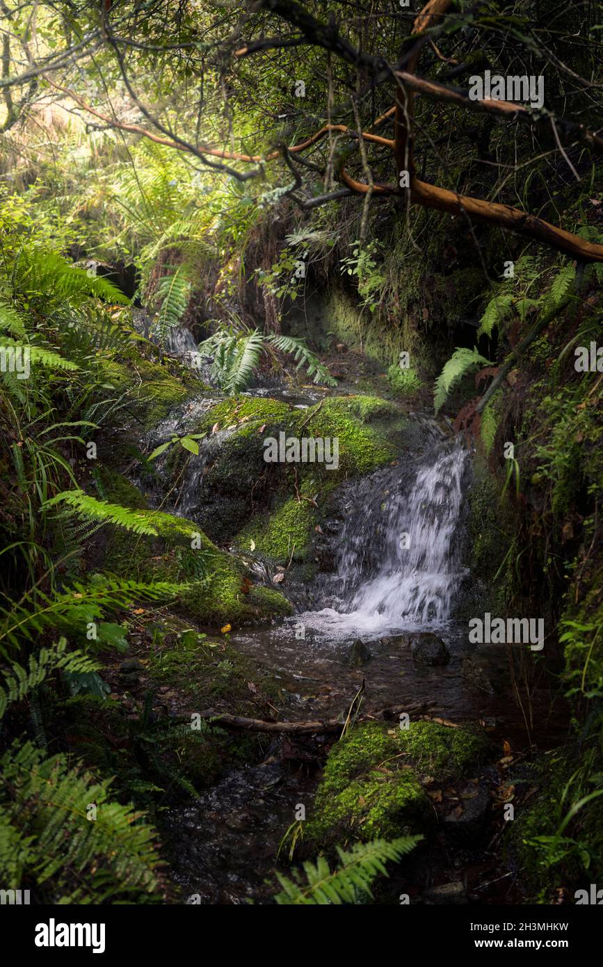 Kleiner Wasserfall im Wald, der einen kleinen magischen Ort bildet Stockfoto