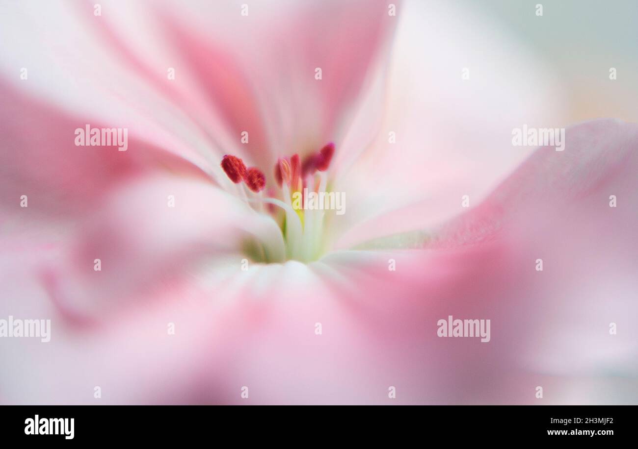 Rosafarbene Blume mit Schwerpunkt auf dem Stempel, verschwommenes Blütenblatt. Makroaufnahmen Stockfoto