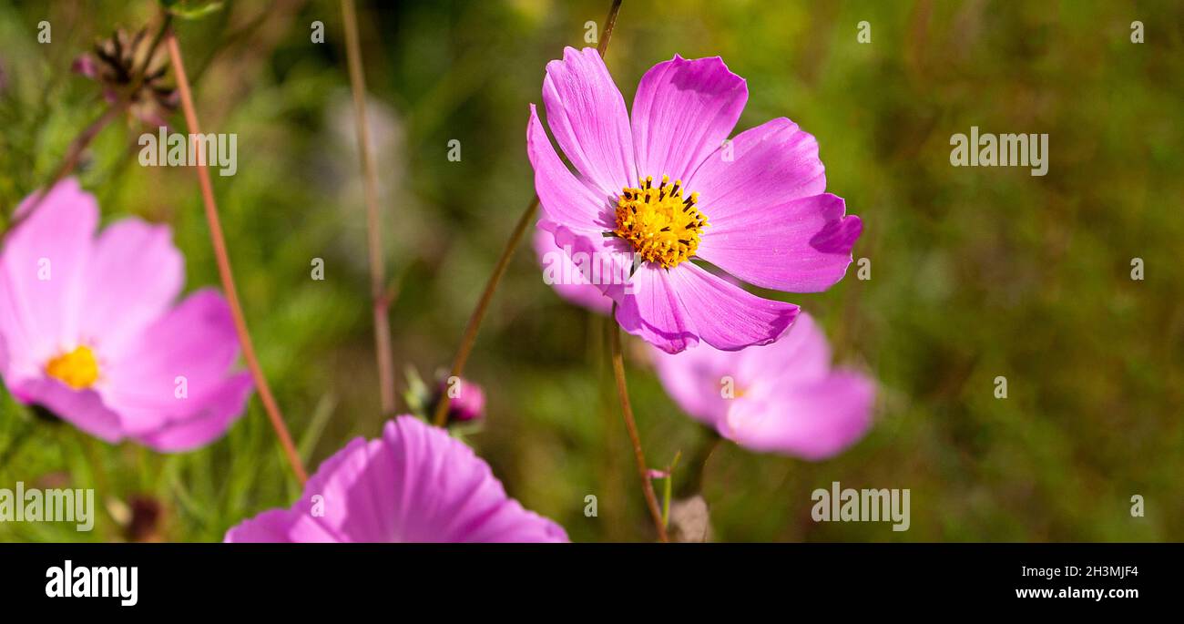 Rosa Kosmeya Blume hell von der Sonne beleuchtet, Blick von der Seite des Blütenstiels. Stockfoto