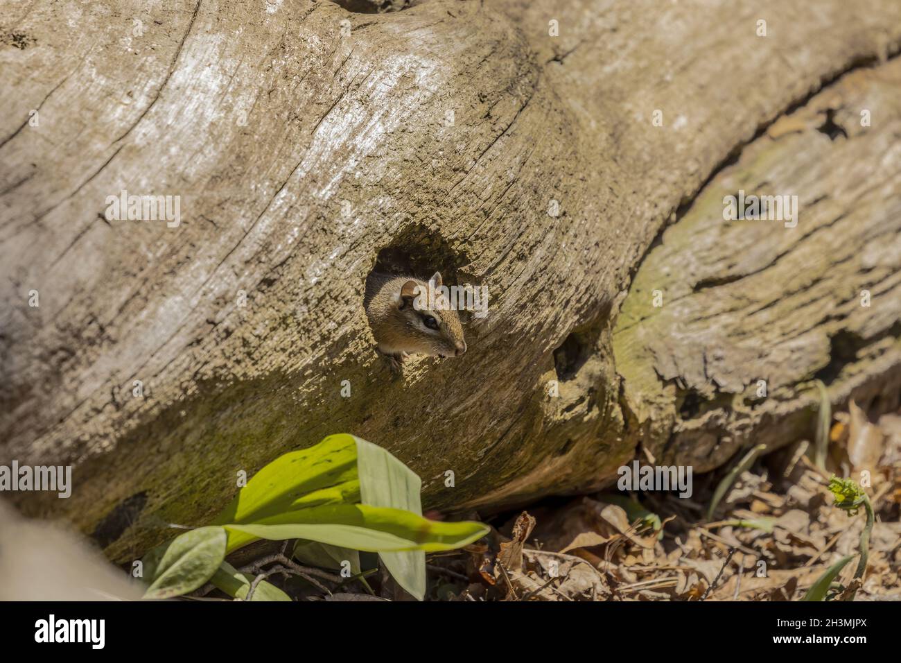 Der östliche Chippmunk ist Nagetierart, die im östlichen Nordamerika lebt Stockfoto