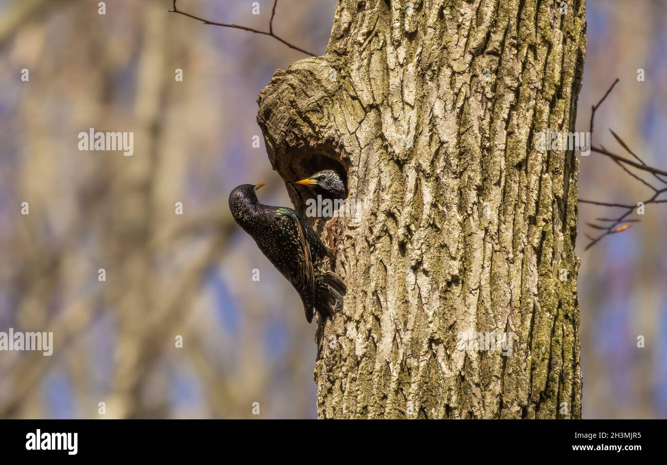 Vogel. Jeden Frühling brüten europäische Stare in den Bäumen der Stadtparks in Wisconsin Stockfoto