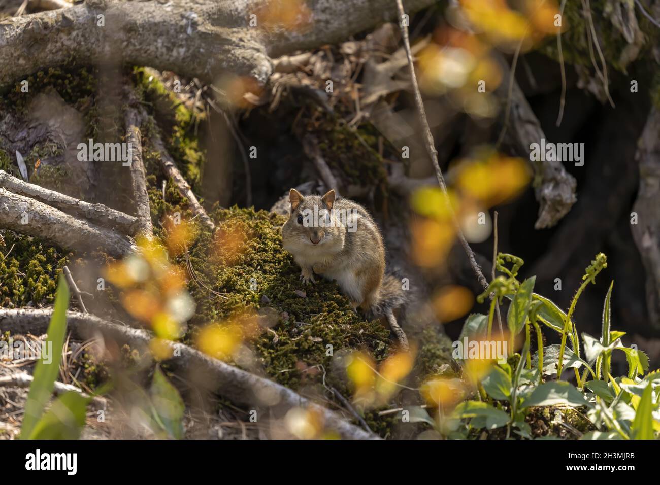 Der östliche Chippmunk ist Nagetierart, die im östlichen Nordamerika lebt Stockfoto