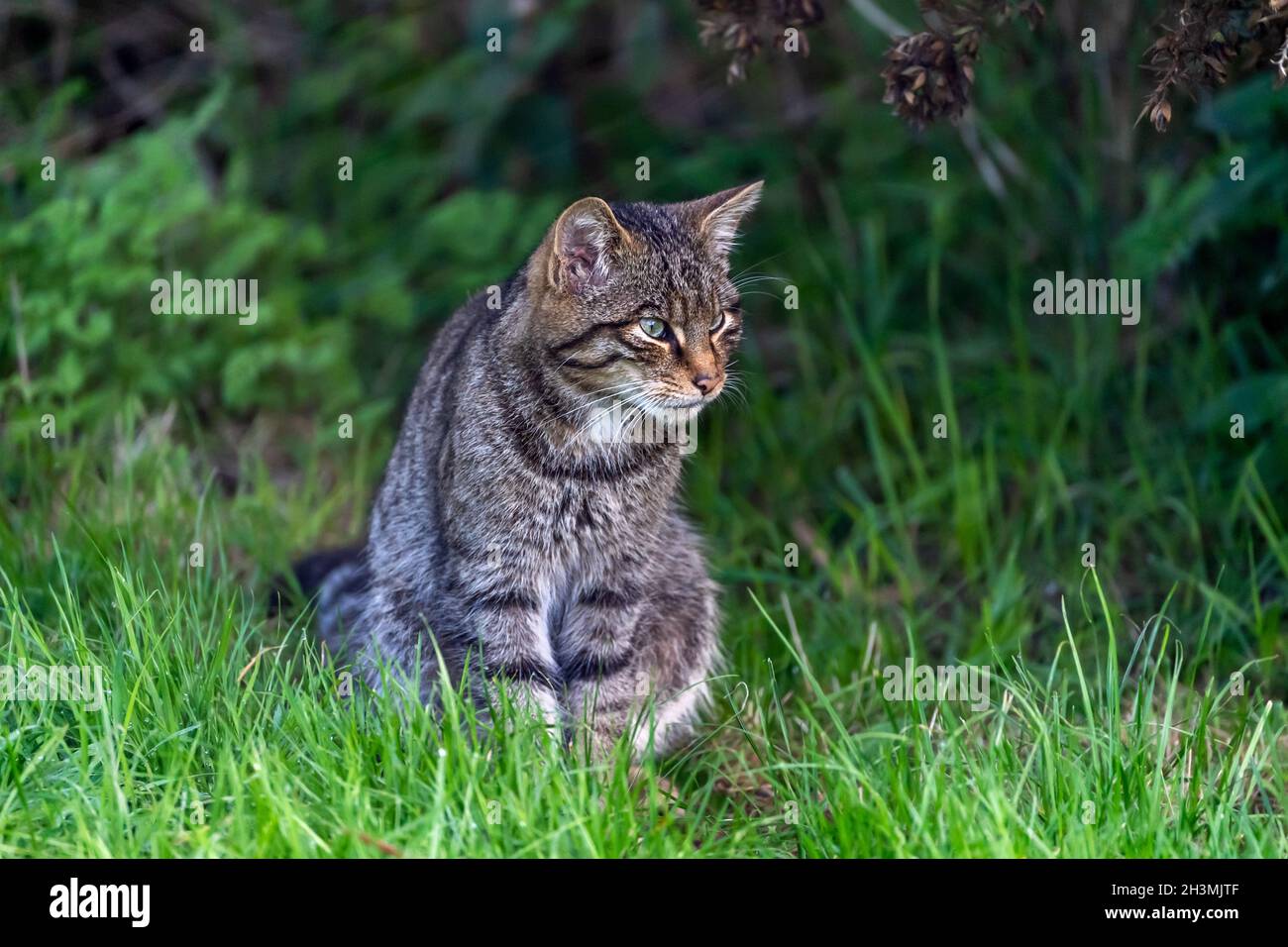 Eine schottische Wildkatze beobachtet das lange Gras ihres Geheges im British Wildlife Center in Surrey Stockfoto