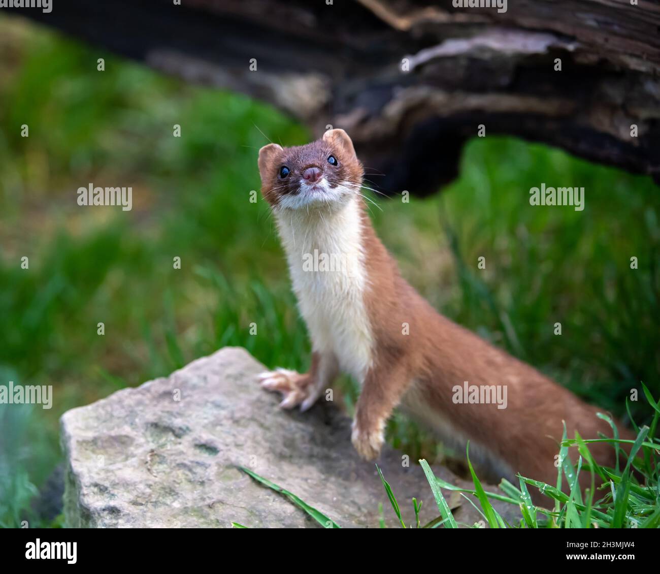 Ein neugieriger Stöcker schaut von seinem Barsch auf einem Felsen im British Wildlife Center in Surrey auf Stockfoto