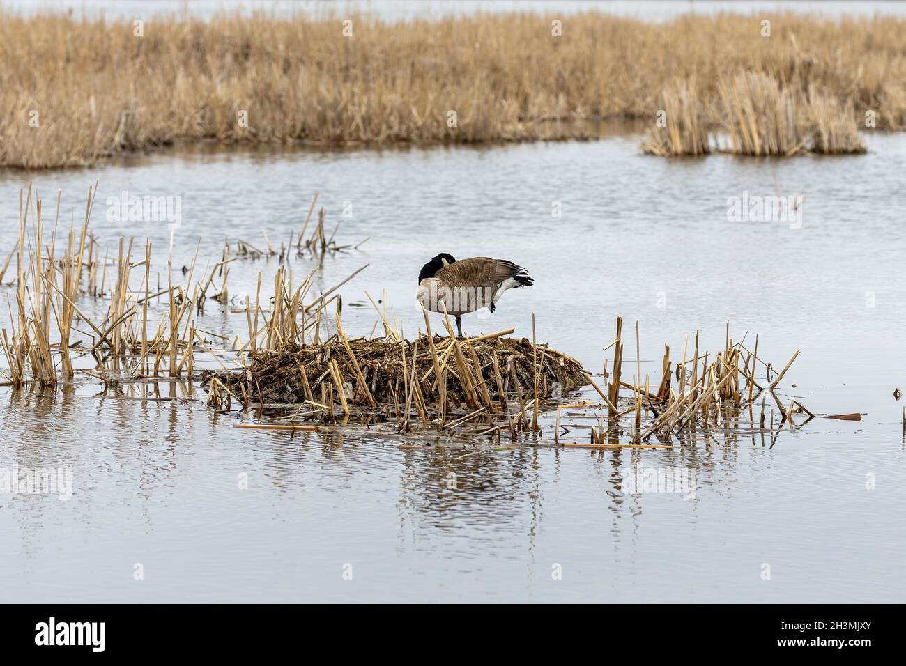 Schlafende kanadische Gans im Sumpf Stockfoto