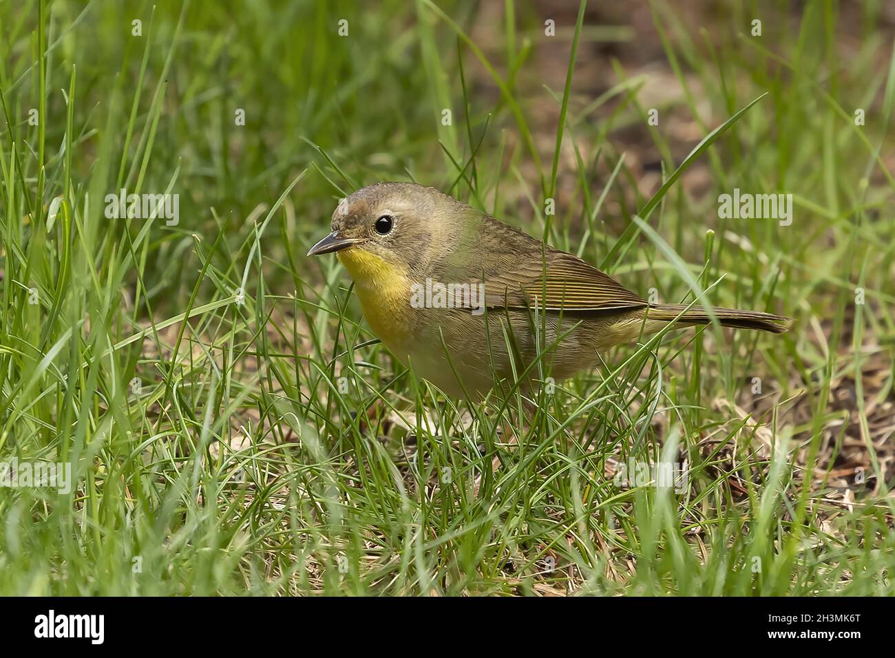 Der gewöhnliche Gelbkehlchen auf der Wiese. Stockfoto