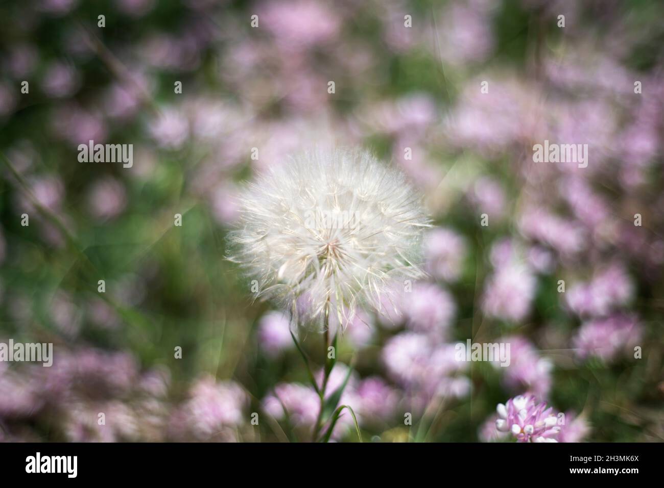 Defokusster Blumenhintergrund. Weißer Dandelion auf einer Fliederwiese. Karte. Einladung. Stockfoto