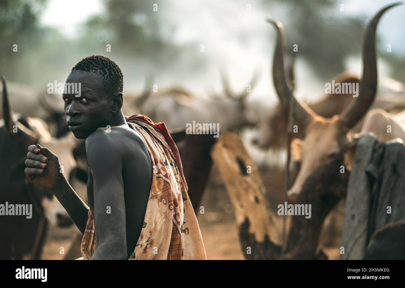 MUNDARI-STAMM, SÜDSUDAN - 11. MÄRZ 2020: Mann in traditionellem Gewand, der über die Schulter schaut, während er Ankole Watusi hütet Stockfoto