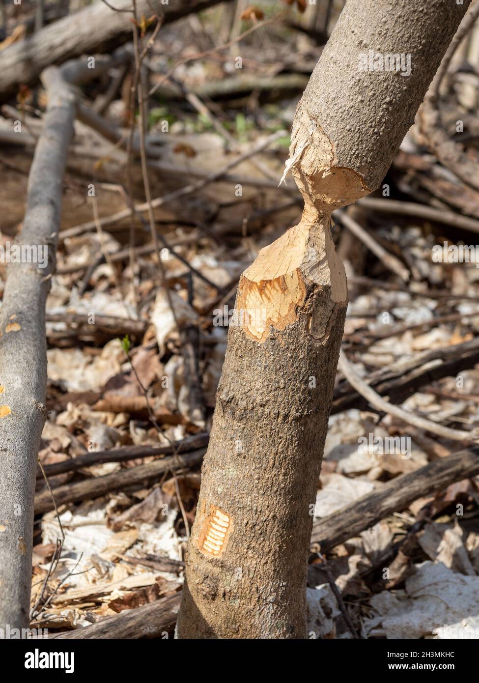 Fast: Ein von einem Biber fast durchgeschnittener Sprössling: Ein kleiner Baumstamm, der von einem Biber gekaut wird, bis er fallen wird. Bis zum nächsten Schnitt noch stehen. Stockfoto