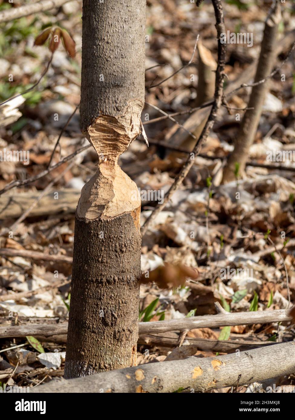 Fast: Ein von einem Biber fast durchgeschnittener Sprössling: Ein kleiner Baumstamm, der von einem Biber gekaut wird, bis er fallen wird. Bis zum nächsten Schnitt noch stehen. Stockfoto