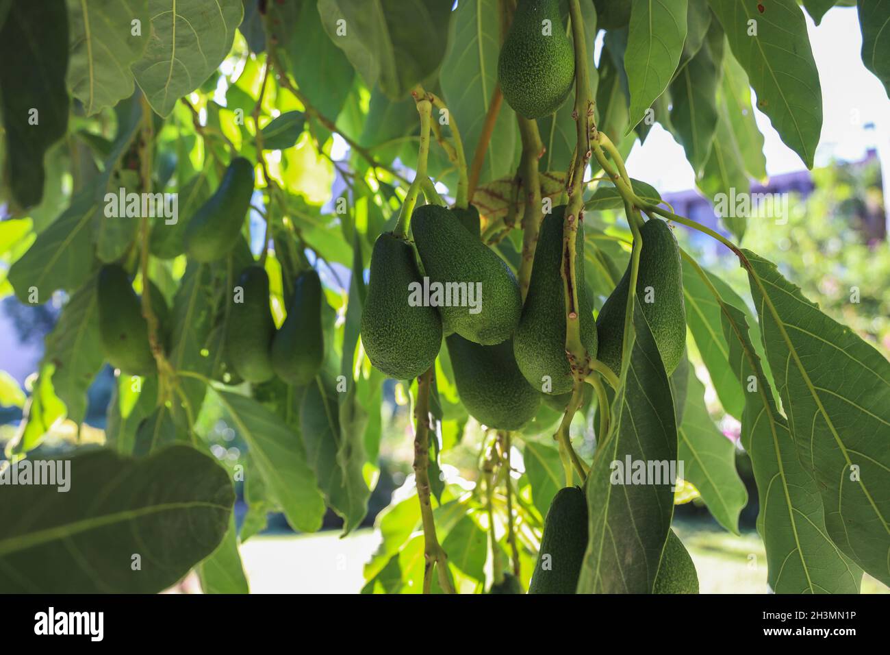 Avocado Lasst Blatter Hangen