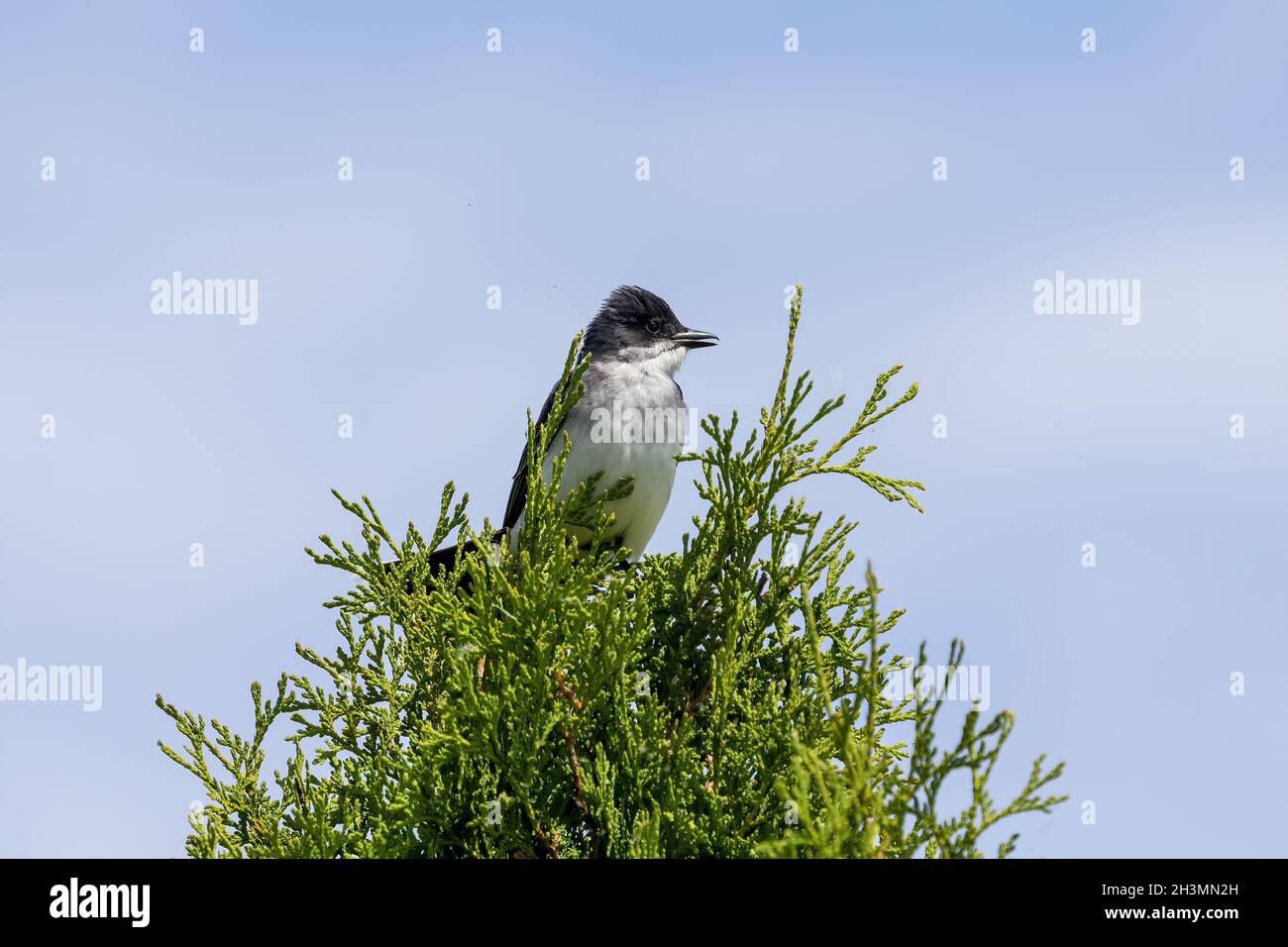 Der Eastern kingbird (Tyrannus tyrannus) Stockfoto