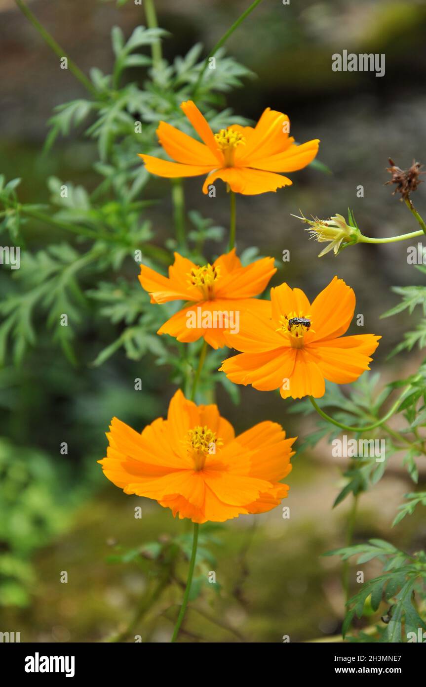 Wunderschöne Blumenfotografie. Stockfoto