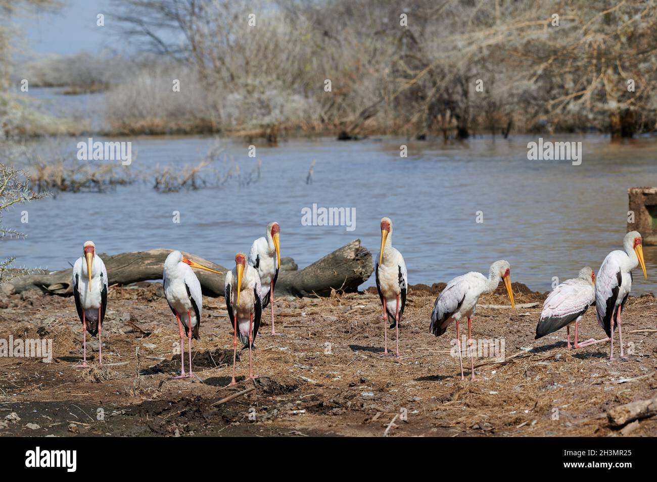 Gruppe von Gelbschnabelstorch (Mycteria ibis), Lake Manyara National Park, Mto wa Mbu, Tansania, Afrika Stockfoto