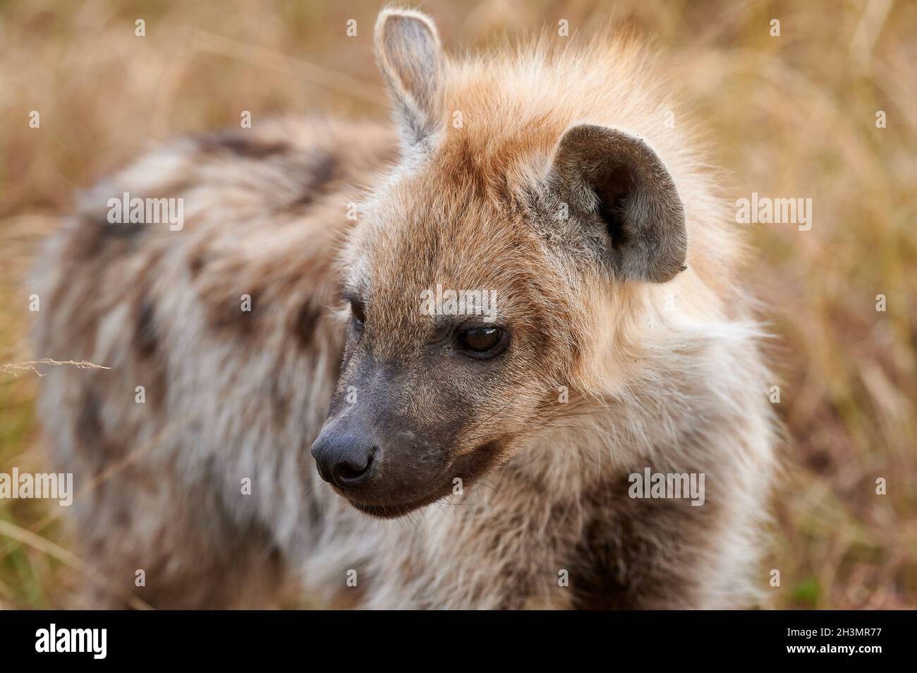 Gesichtet Hyänen Puppys (Crocuta crocuta) in den Höhle im Serengeti Nationalpark, UNESCO-Weltkulturerbe, Tansania, Afrika Stockfoto